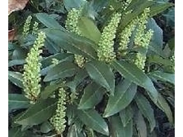fiori di lauroceraso