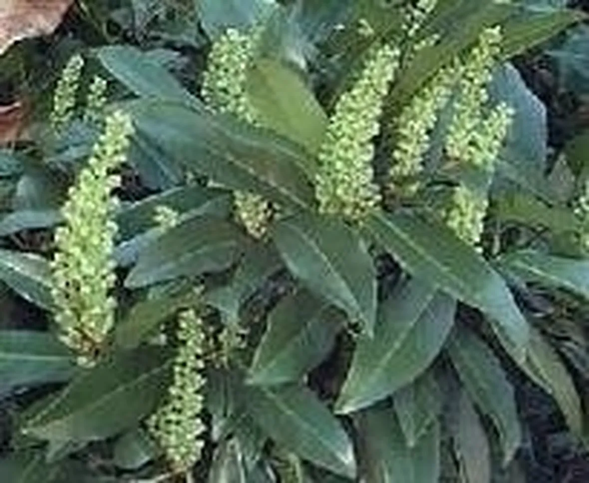fiori di lauroceraso