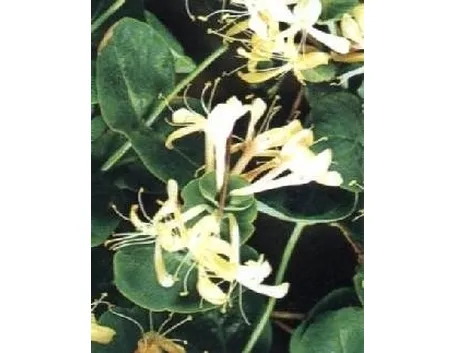 Caprifoglio