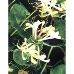 Caprifoglio