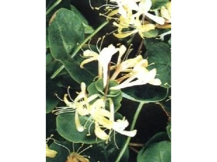Caprifoglio