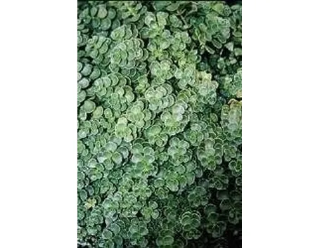 Sedum