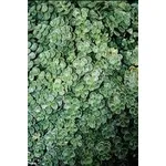 Sedum
