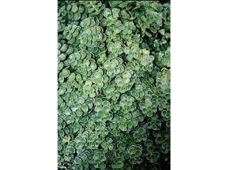 Sedum