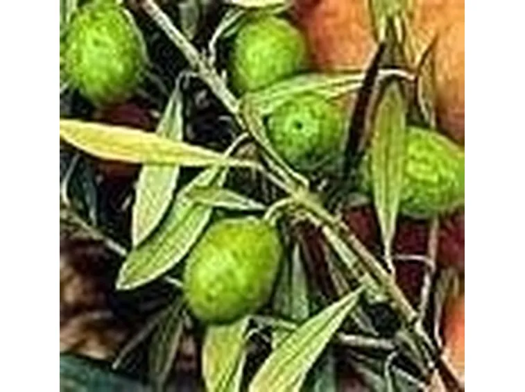 Olive