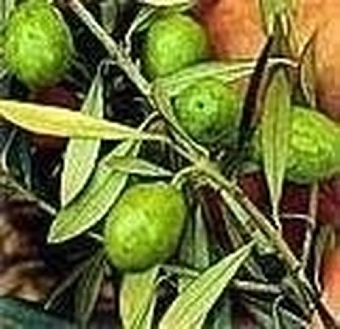 Olive
