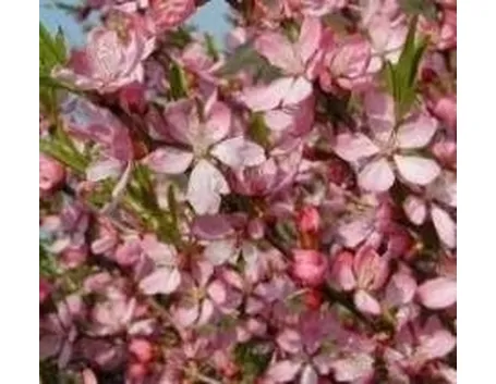 prunus