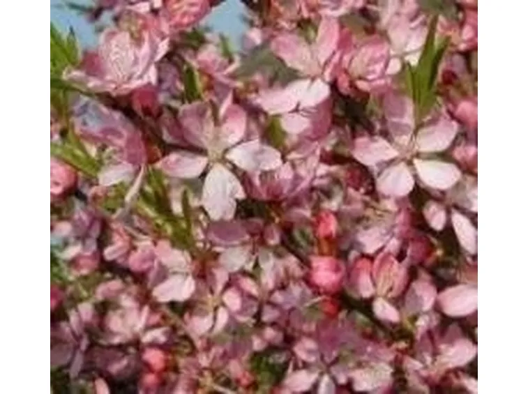 prunus