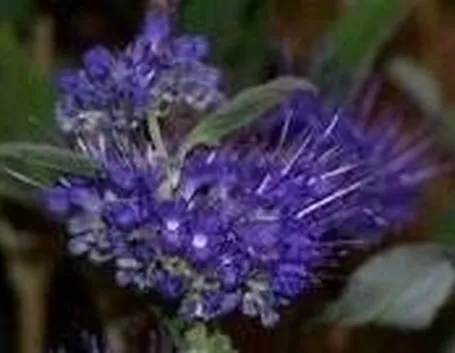 fiore di caryopteris
