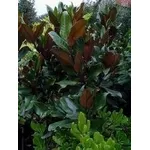 Magnolia