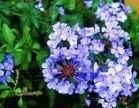 fiori plumbago