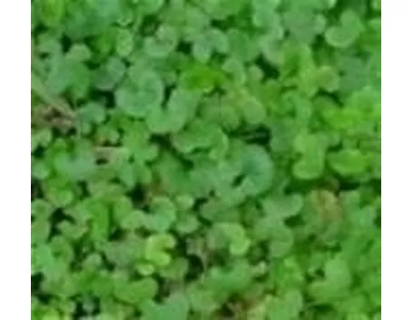 Dichondra