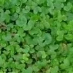 Dichondra
