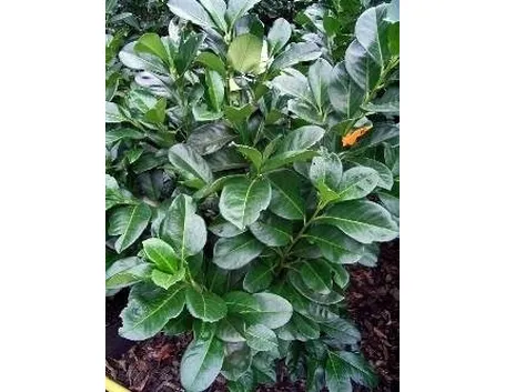 Lauroceraso