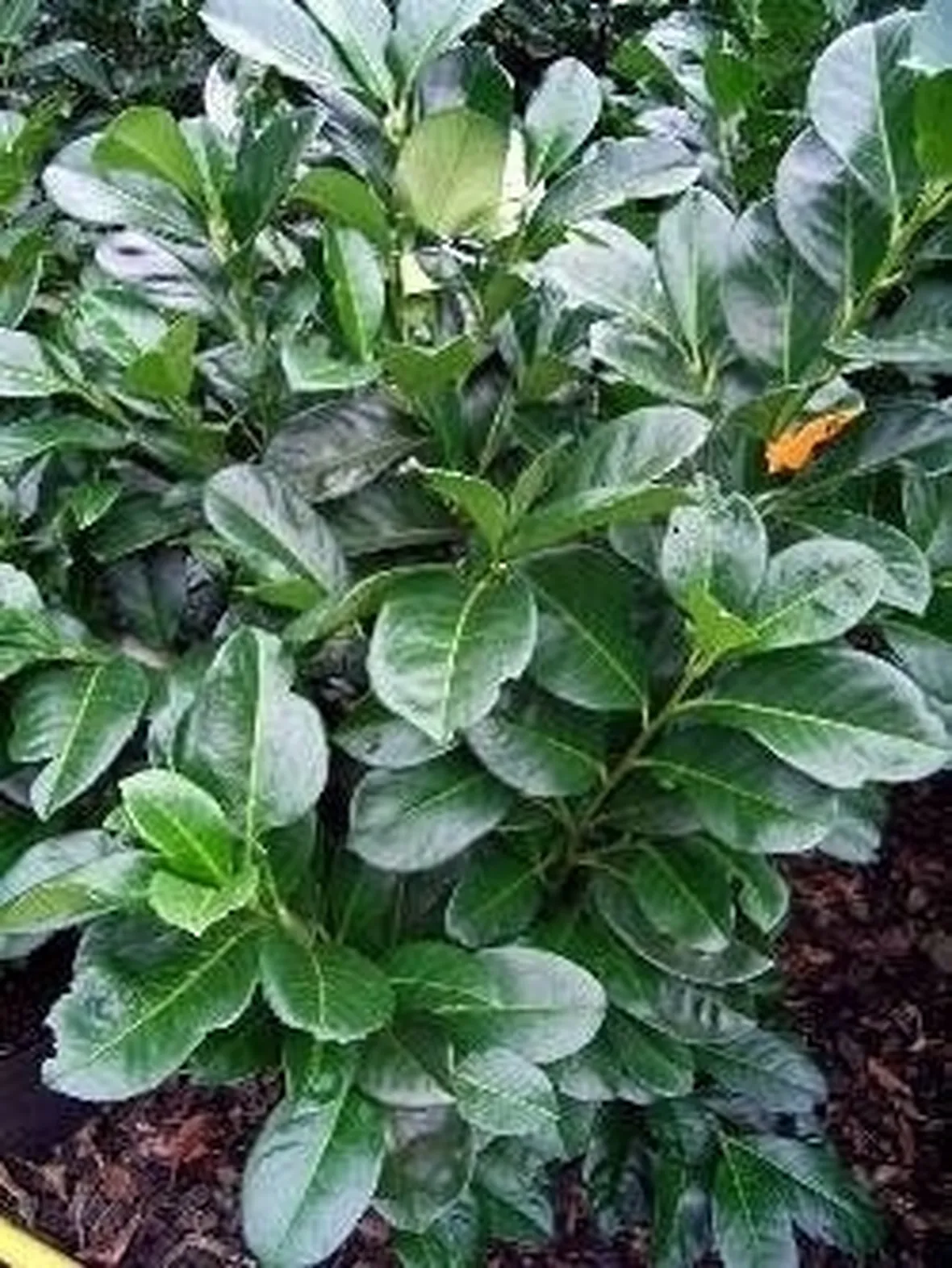 Lauroceraso