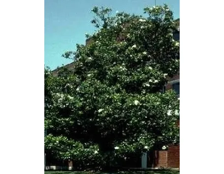 Magnolia