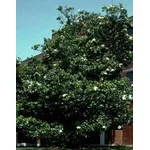Magnolia