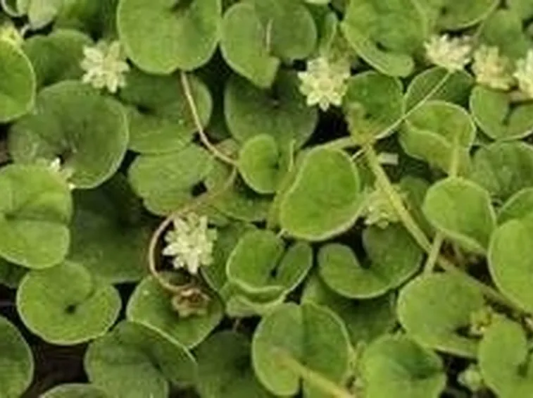 Dichondra