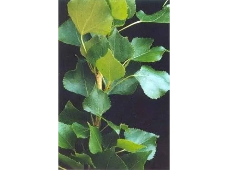 Foglie