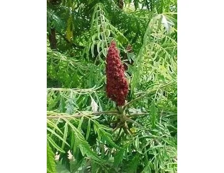 Rhus typhina