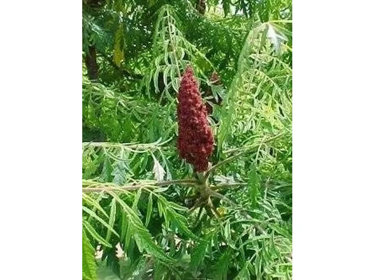 Rhus typhina