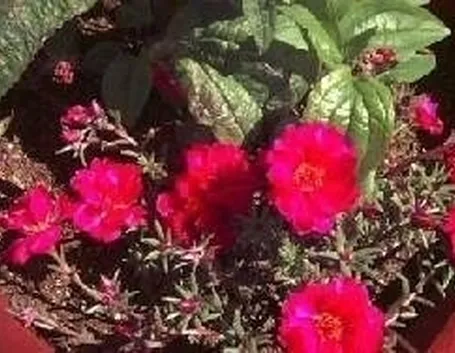 Portulaca