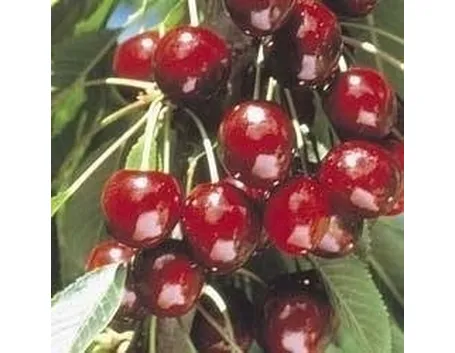 Ciliegie
