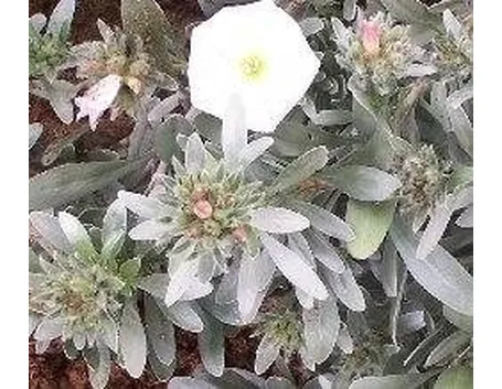 Convolvulus cneorum