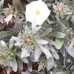 Convolvulus cneorum