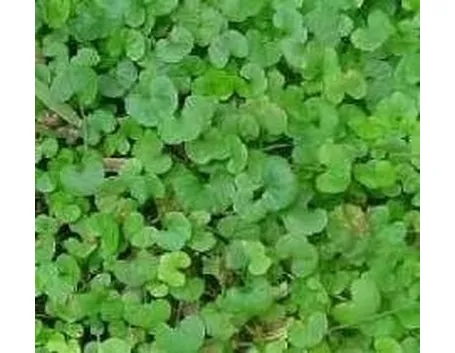 dichondra