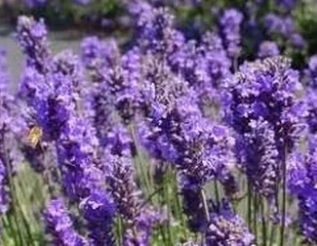 lavanda