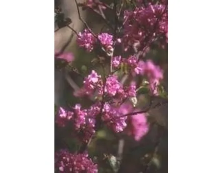 cercis