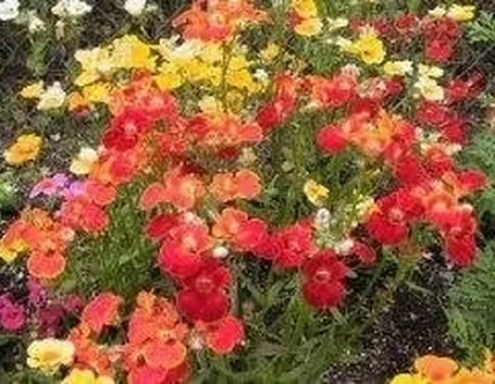 nemesia