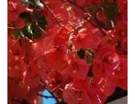 Painta in fiore