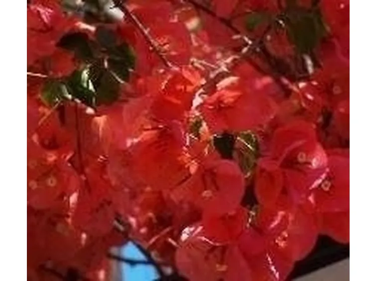 Painta in fiore