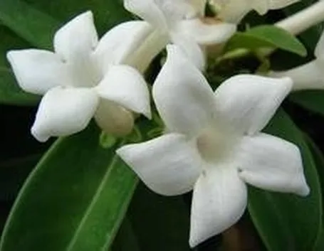 gelsomino