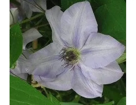 Clematis