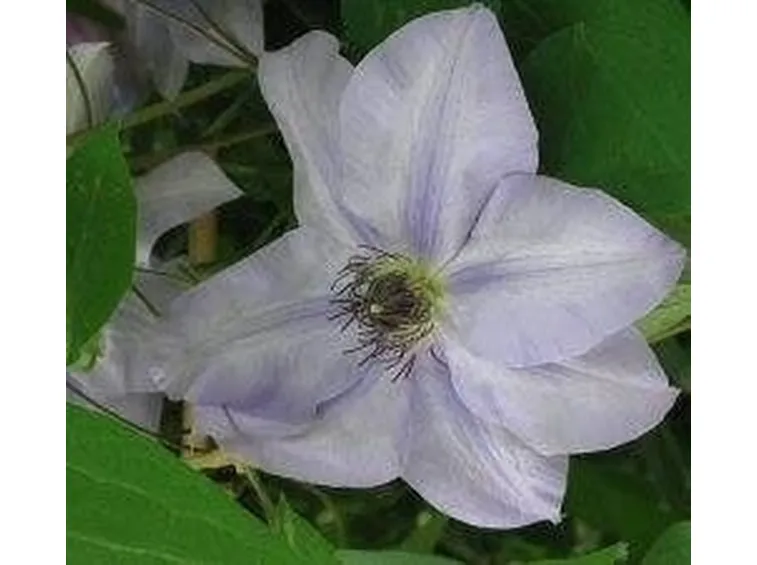 Clematis