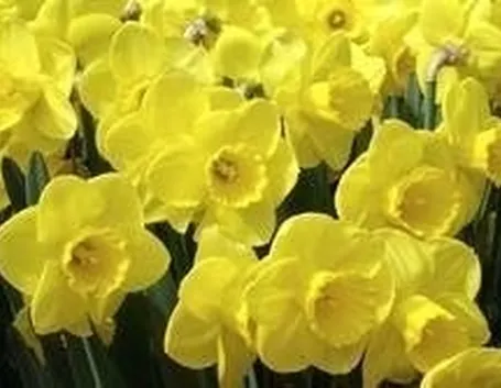 Narcisi