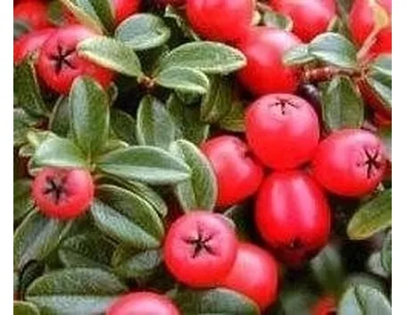 cotoneaster
