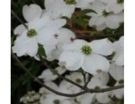 cornus florida