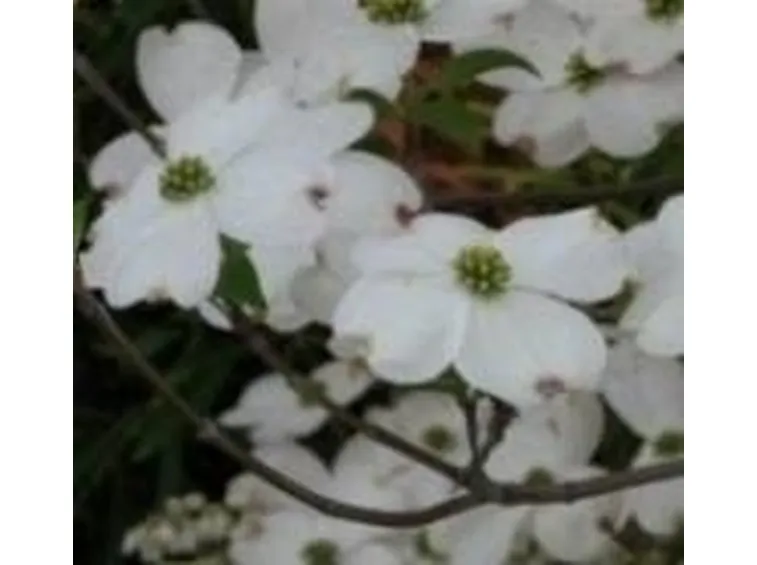 cornus florida