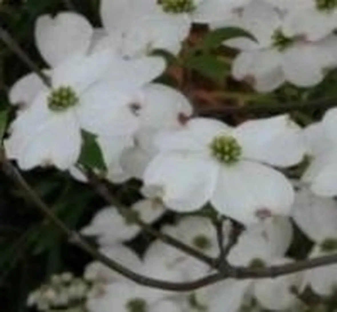 cornus florida