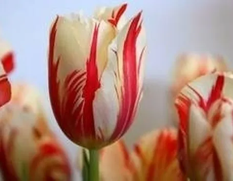 Tulipani
