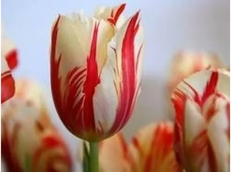 Tulipani