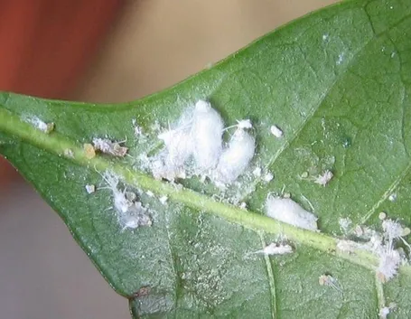 cocciniglia