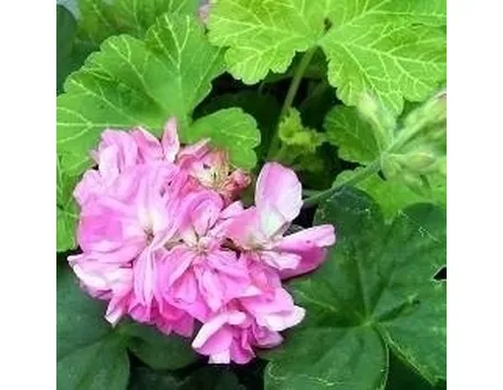 Geranio in fiore