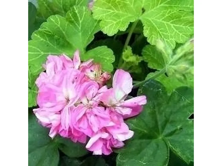 Geranio in fiore