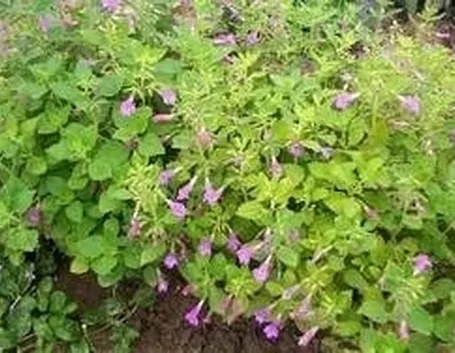Piccoli fiori