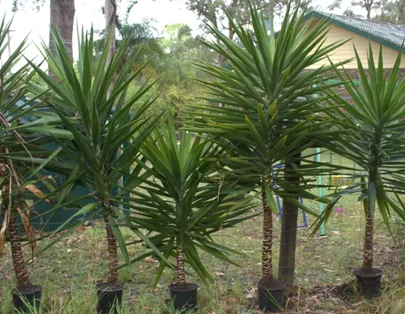 yucca
